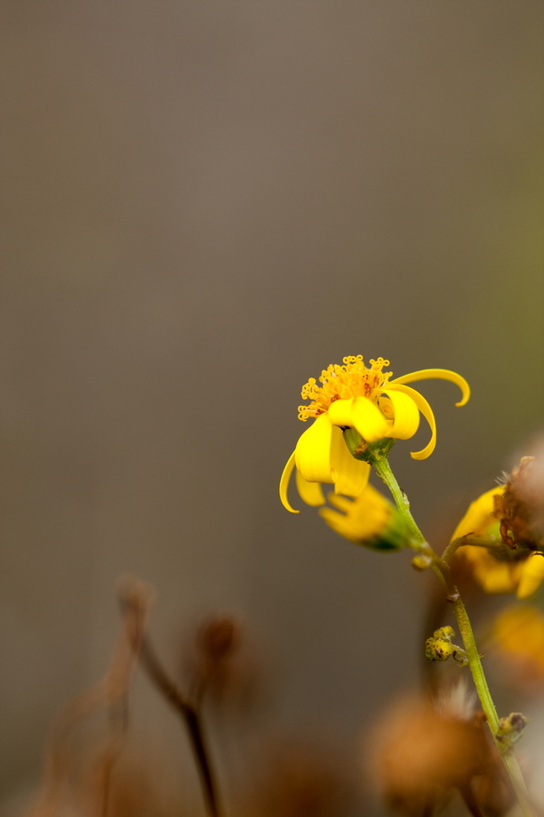 A wildflower of France